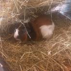 Borstel Beer 3kleur California, Dieren en Toebehoren, Knaagdieren, Cavia, Februari, Mannelijk, Tam