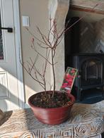 Bonsa starter Acer Japanse Esdoorn Beni Maiko, Bloeit niet, Halfschaduw, Minder dan 100 cm, Overige soorten