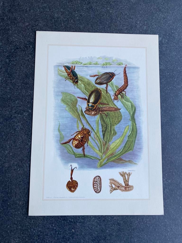 9 prenten insekten soorten kevers 19x27 cm samen 18 euro, Ophalen of Verzenden, Natuur en Biologie