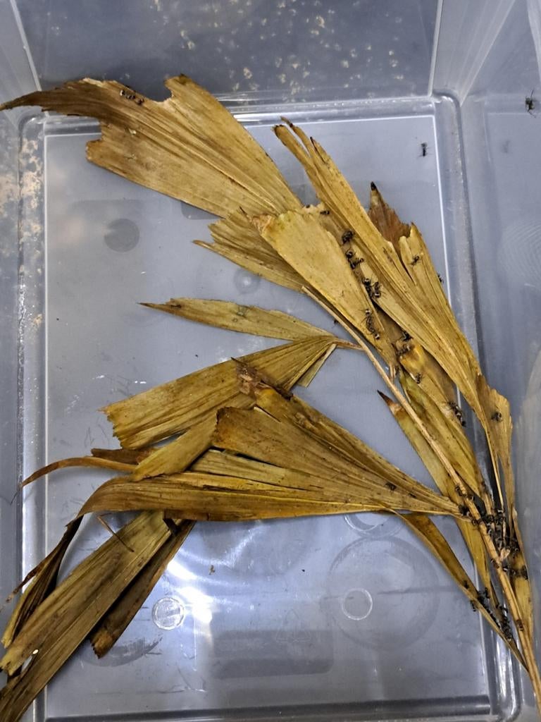 Grote kolonies Polyrhachis dives +/- 150 stuks, Mieren