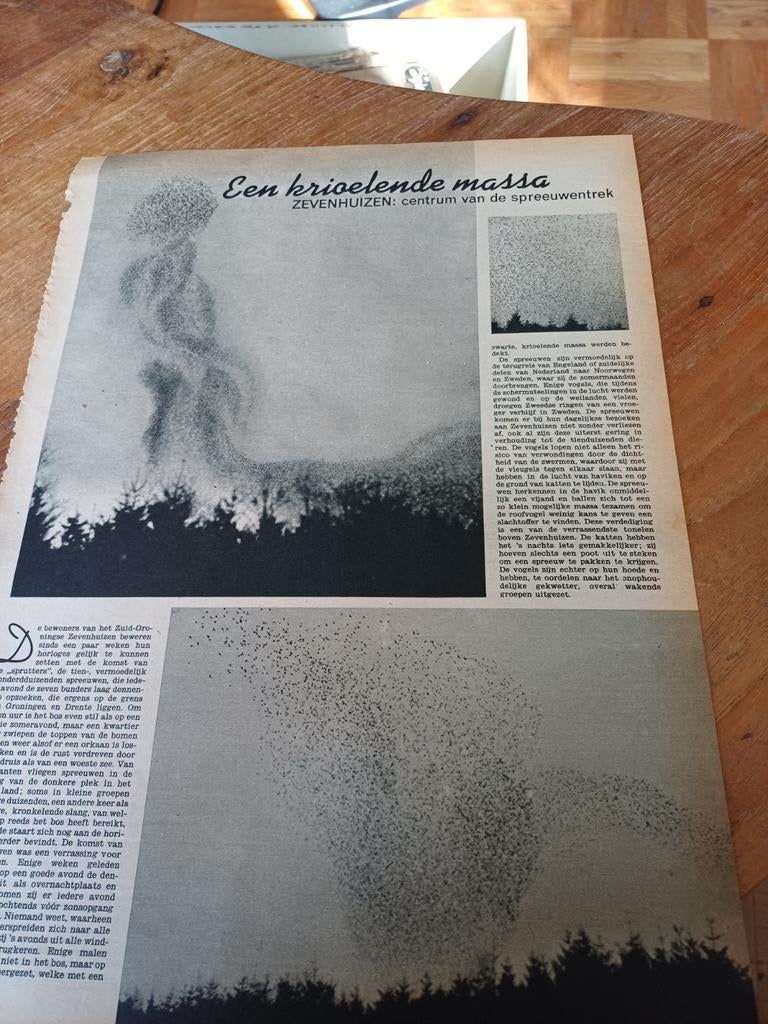Artikel over spreeuwentrek Zevenhuizen 1951, Ophalen of Verzenden, 1940 tot 1960, Knipsel(s)