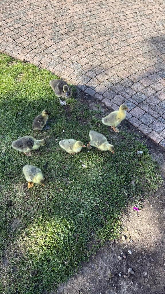 Ganzenkuikens te koop, Dieren en Toebehoren, Pluimvee, Mannelijk, Kip