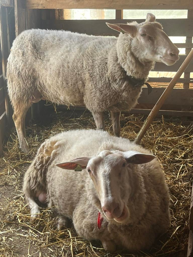 Hulp bij het melken van schapen in het weekend, Dieren en Toebehoren, Schapen, Geiten en Varkens, Meerdere dieren, Geit