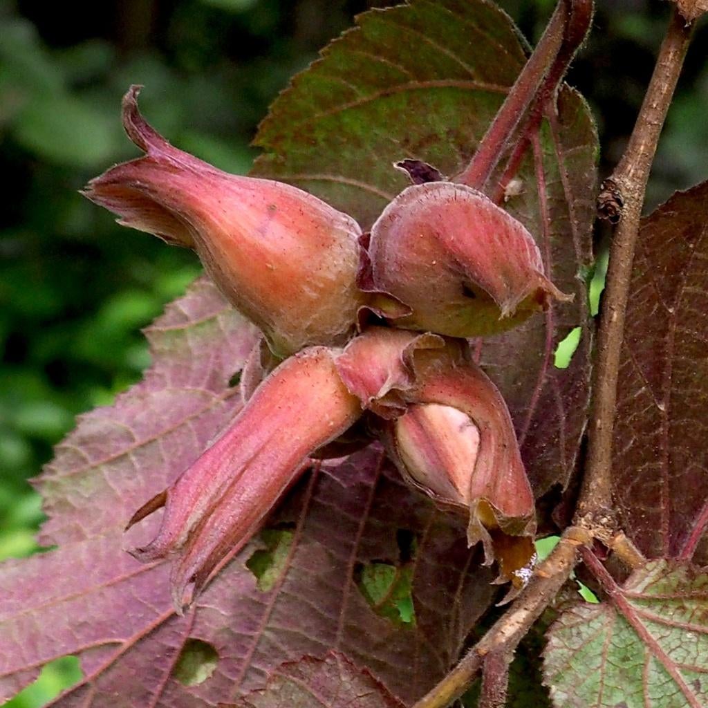 Fruitbomen, struiken en bijzondere eetbare planten, Ophalen of Verzenden, Overige soorten, Struik, 100 tot 250 cm