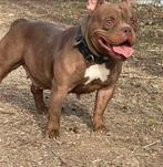 3 mooie compacte choco  teefjes met ABR stamboom, Dieren en Toebehoren, Honden | Bulldogs, Pinschers en Molossers, Overige rassen