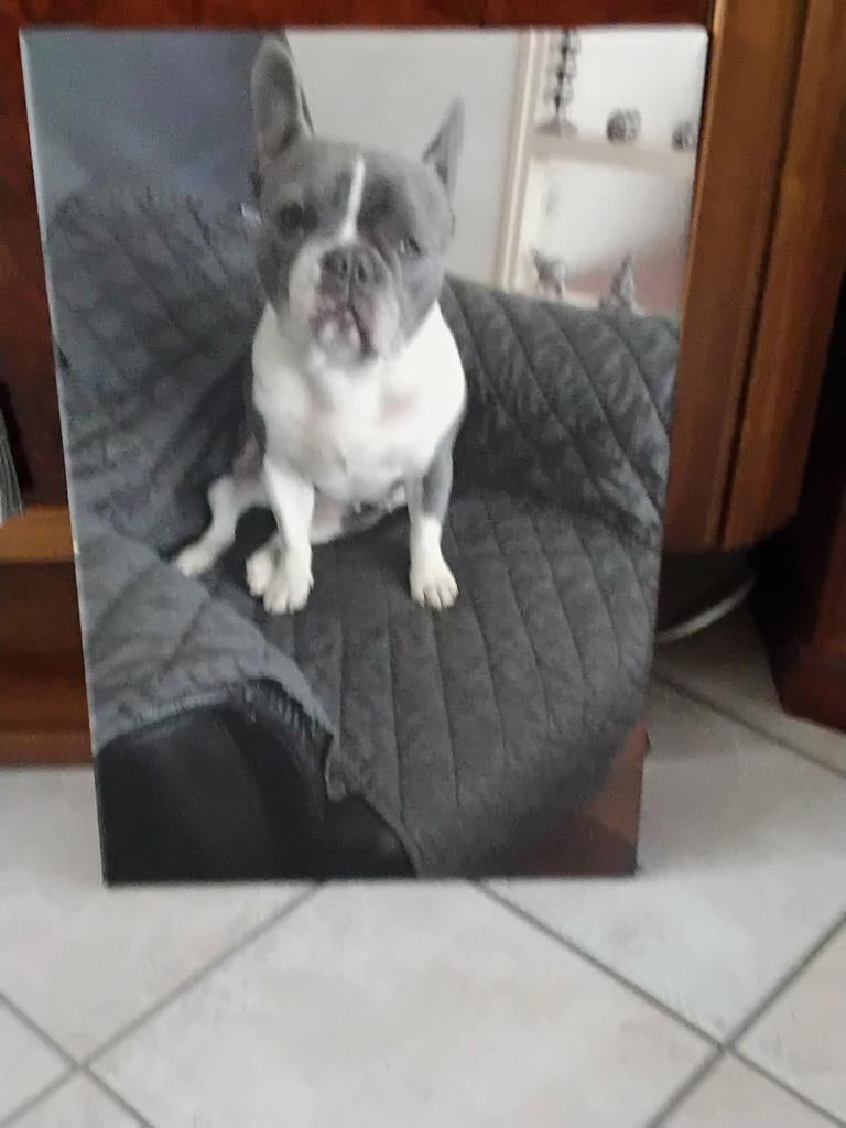 Bulldog schilderij, Dieren en Toebehoren, Ophalen of Verzenden