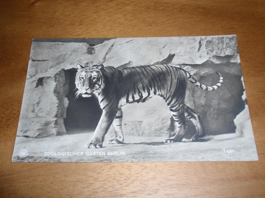 Zoo Berlin Berlijn Tijger Duitsland Dierentuin, Verzamelen, Verzenden, 1920 tot 1940, Ongelopen, Duitsland
