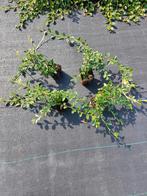 nu€0,90 p/s cotoneaster dammeri groenblijvende bodembedekker, Tuin en Terras, Ophalen of Verzenden, Bodembedekkers, Halfschaduw