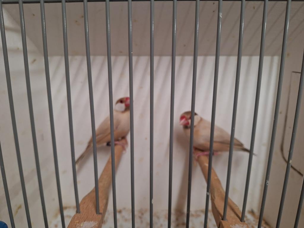 Rijstvogels, Dieren en Toebehoren, Meerdere dieren