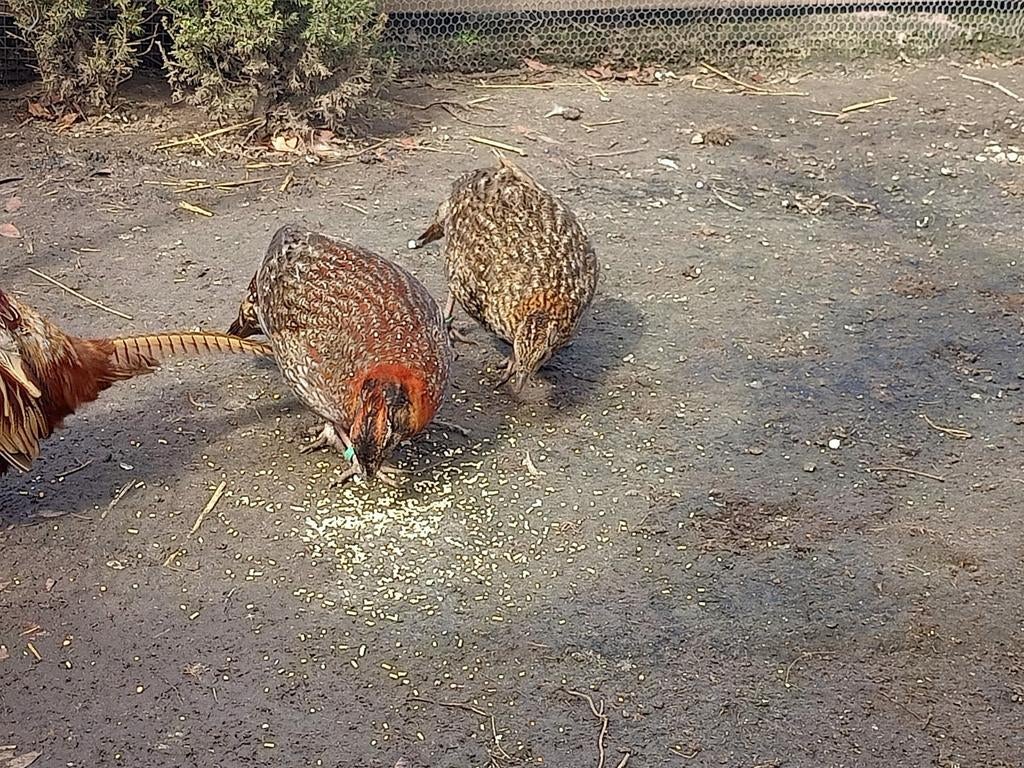 Temminck tragophaan, Dieren en Toebehoren, Mannelijk, Kip