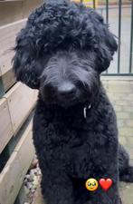 Mooie labradoodle pups, Overige rassen, 8 tot 15 weken, Meerdere, Meerdere dieren