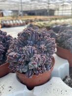 Cactus Myrtillocactus Geometrizans Monstruosa 10,5 en 12 cm, Ophalen of Verzenden, Minder dan 100 cm, Bloeiende kamerplant, Volle zon