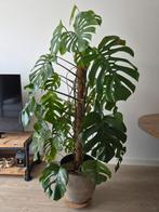 Grote Monstera plant zonder pot, Tuin en Terras, Ophalen, Overige soorten