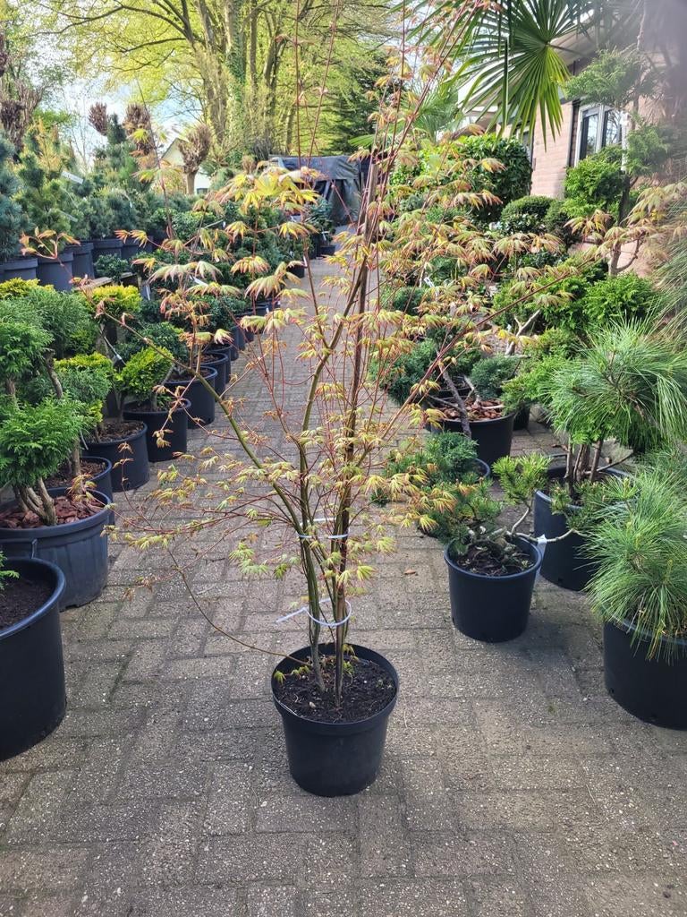 Japanse Esdoorn - Prachtige Acer Palmatum in pot, Tuin en Terras, Planten | Bomen, Halfschaduw, Overige soorten, Lente, 100 tot 250 cm