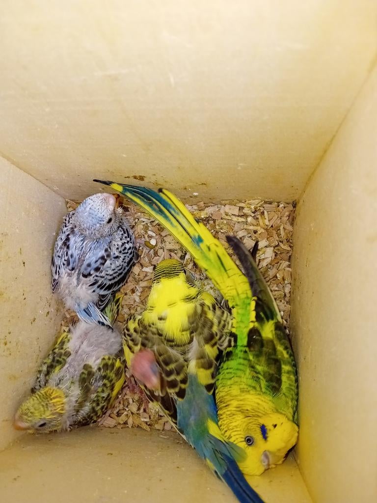 Mooie jonge grasparkietjes over een paar weken, Meerdere dieren, Parkiet, Geringd