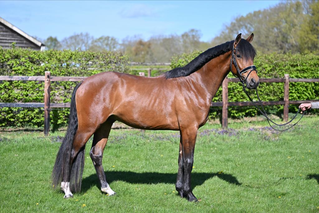 Super lieve 3 jarige ruin., Ruin, Dressuurpaard, 3 tot 6 jaar