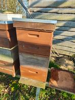 Red cedar bijenkast met glazen dekplaat, Bijen