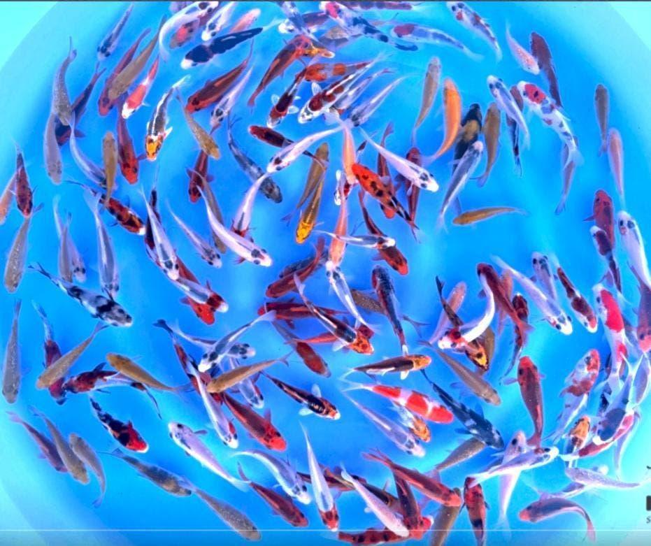 Van de Japanse kweker Otsuka, prachtige Tosai(jonge koi), Dieren en Toebehoren, Vissen | Vijvervissen, Karper of Koi