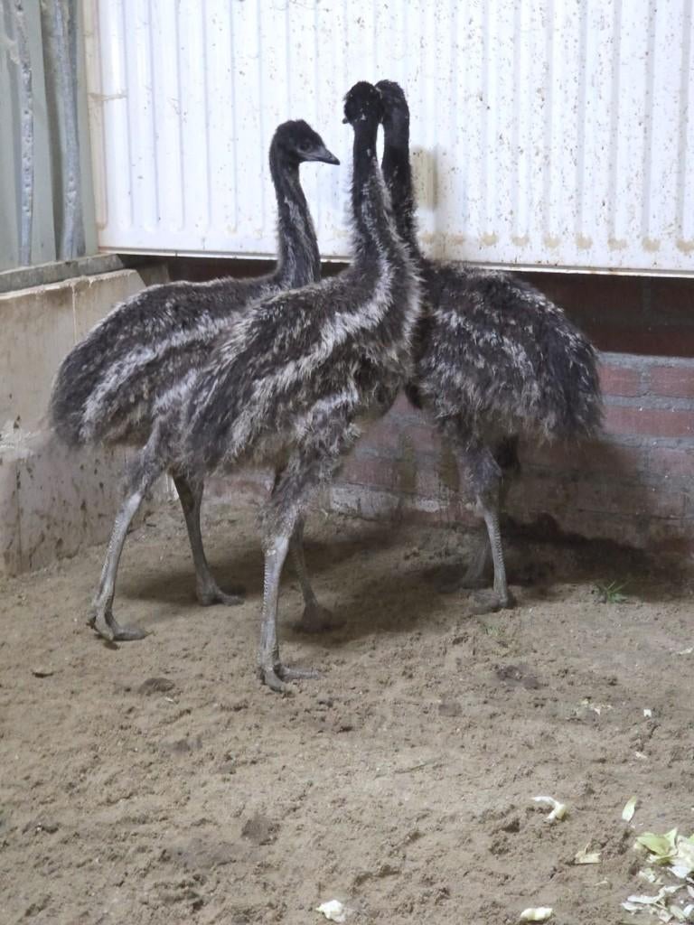 emoe kuikens 2 maanden oud, Meerdere dieren