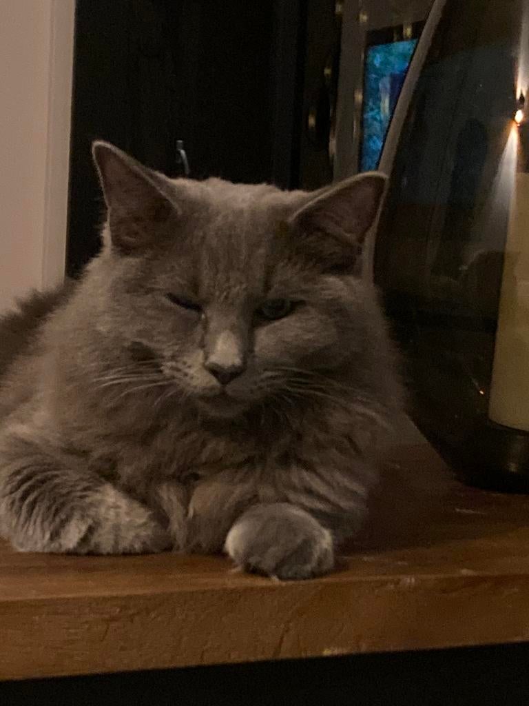 Zoekt u oppas voor u huisdier!!!, Diensten en Vakmensen, Dieren | Honden | Verzorging, Oppas en Les, Particuliere oppas