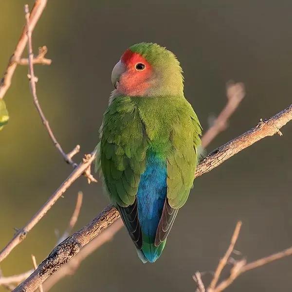 GEZOCHT; Agapornis Roseicollis wildkleur, Geslacht onbekend, Dwergpapegaai of Agapornis, Tam