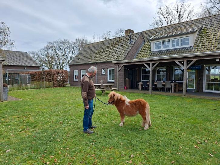 Prachtig mini paardje, Dieren en Toebehoren, Pony's, Merrie, Niet van toepassing, A pony (tot 1.17m), Recreatiepony, 0 tot 2 jaar