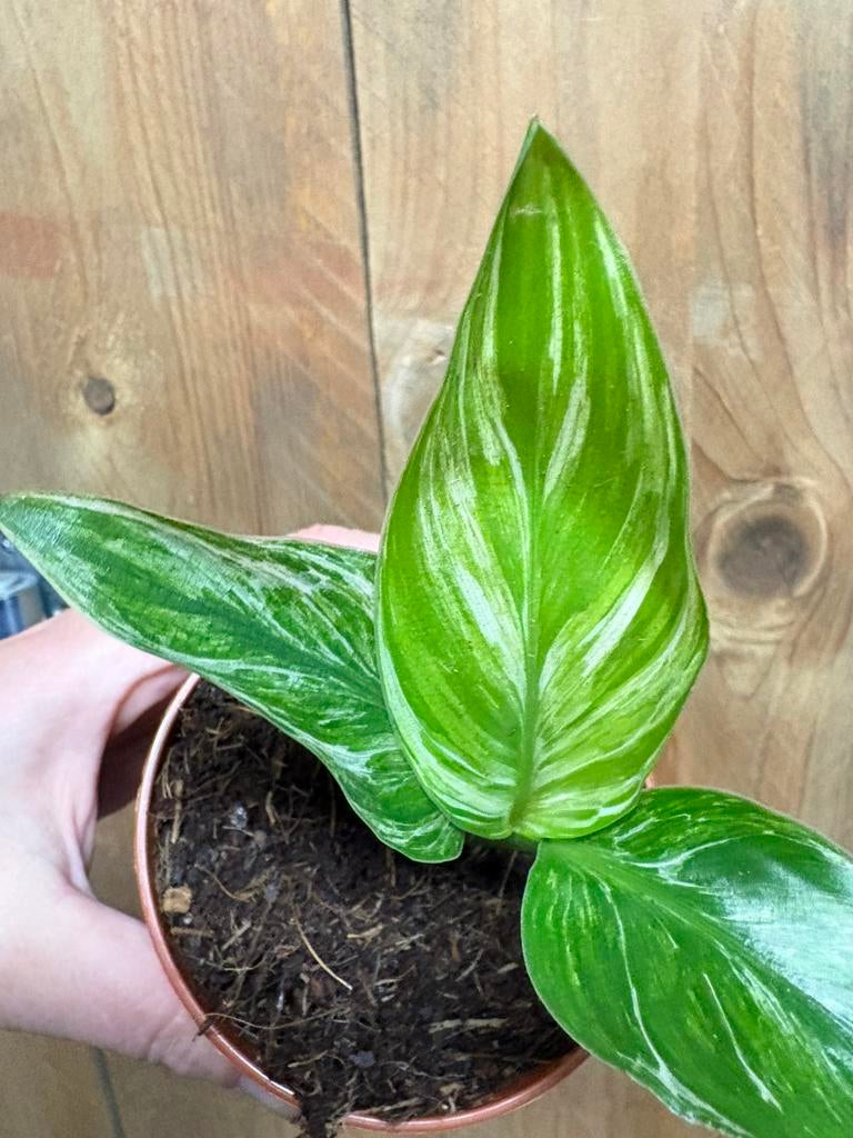 Strelitzia nicolai variegata plant albo white wit mint, Ophalen of Verzenden, Halfschaduw, Minder dan 100 cm