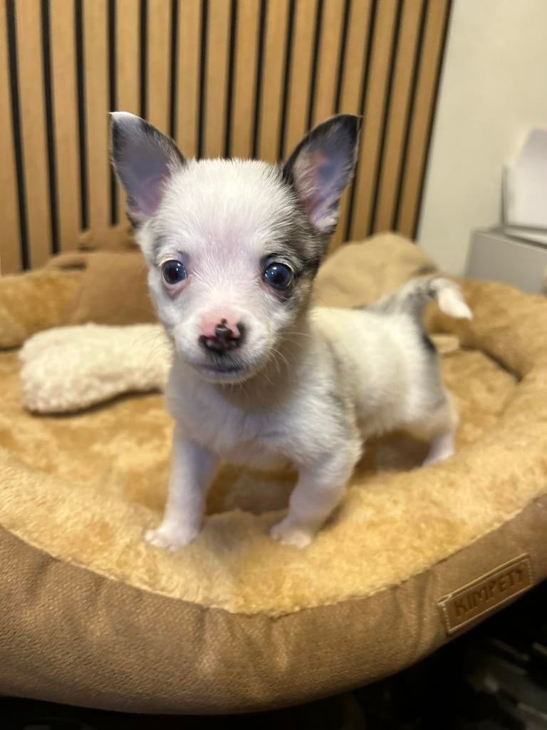 Pomchi pup teefje chihuahua x pomeriaan puppy 💕🐾, Overige rassen, 8 tot 15 weken, Teef, Parvo