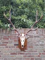 Schedel edelhert groot gewei jacht opgezette taxidermy hert, Ophalen, Hert, Schedel