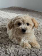 Lieve Maltipoo zoekt nieuw thuis, Particulier, 15 weken tot 1 jaar, Buitenland, Parvo