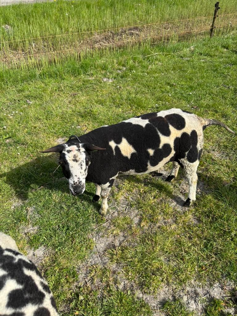Koppel bonte schapen., Dieren en Toebehoren, Vrouwelijk, Schaap