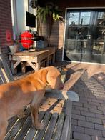 Labrador mix, Parvo, 15 weken tot 1 jaar, Overige rassen, Teef