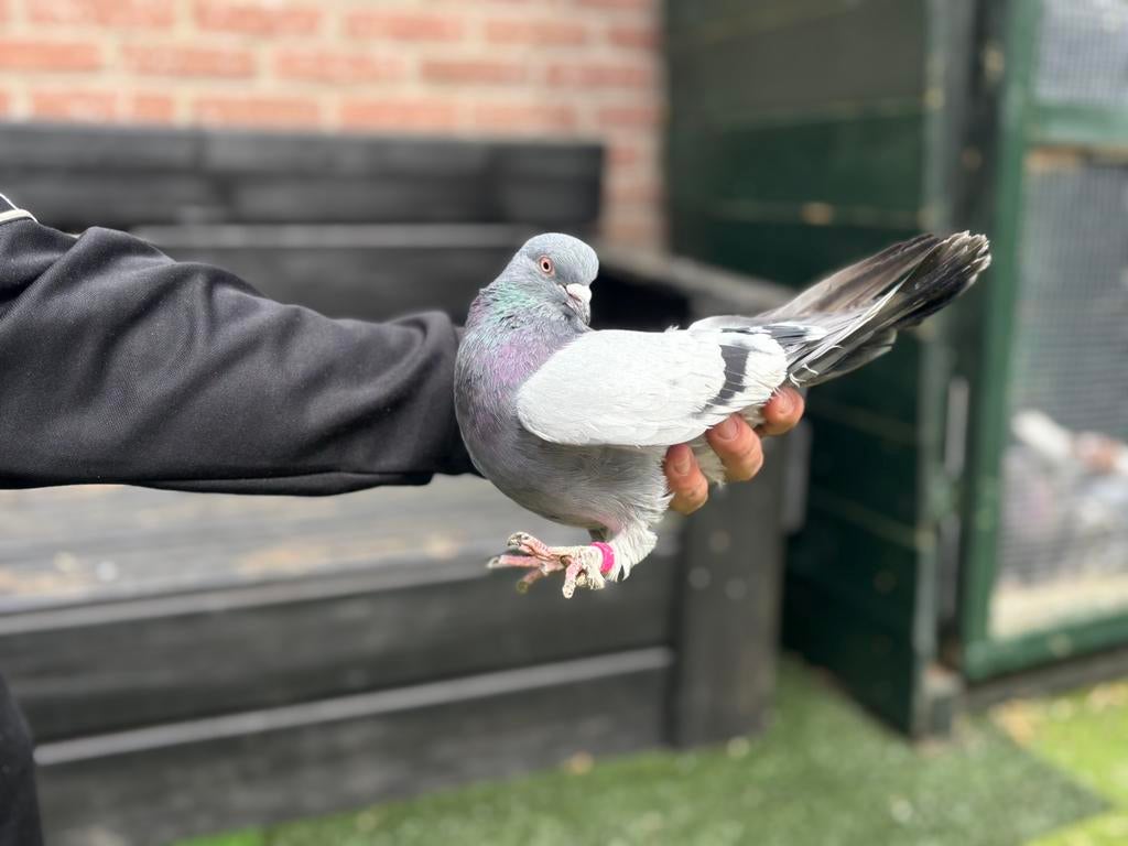 Duiven takla man een jaar oud, Dieren en Toebehoren, Vogels | Duiven, Mannelijk, Overige soorten