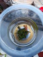 Aquarium for Gratis, Dieren en Toebehoren, Vissen | Aquariumvissen, Vis