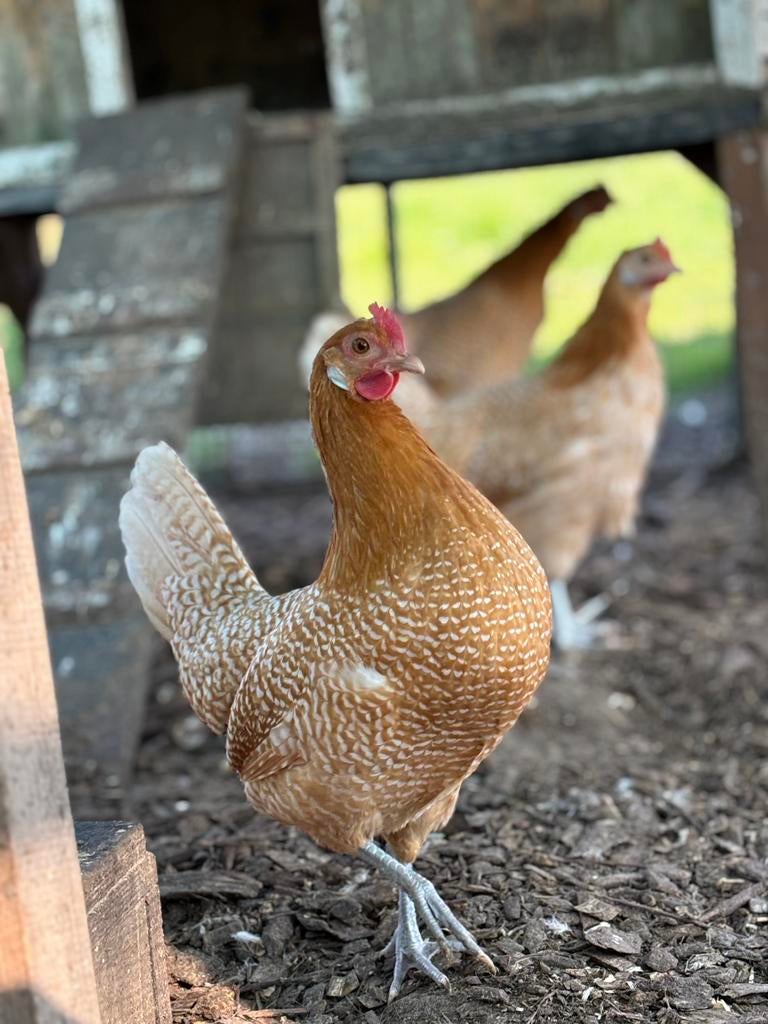 4 friese hoen hennen te koop, Vrouwelijk, Kip