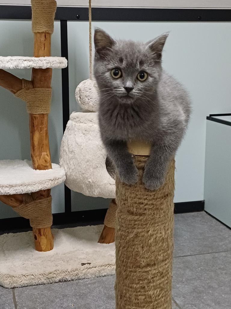 Prachtige lieve Brits Korthaar x Ragdoll kittens, Meerdere dieren, Gechipt, 0 tot 2 jaar