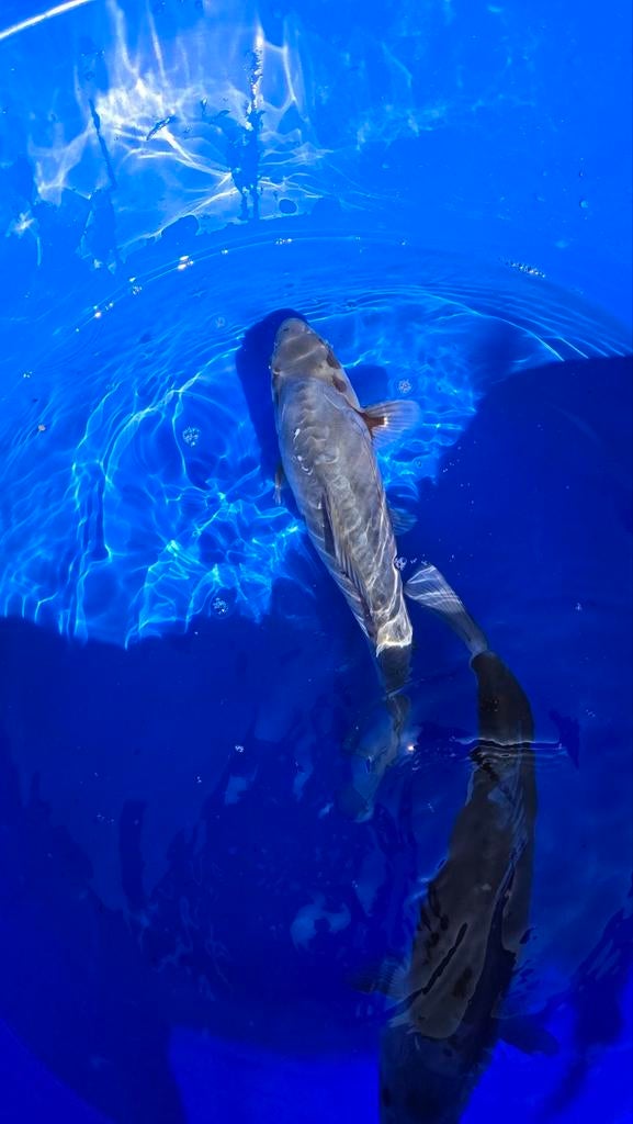 Koi doitsu ochiba, Karper of Koi