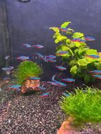 Kardinaal Tetra, Dieren en Toebehoren, Vissen | Aquariumvissen, Vis, Zoetwatervis