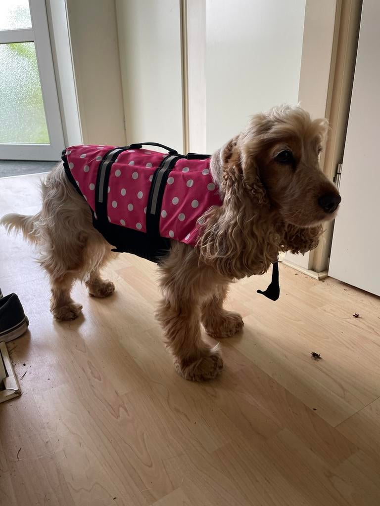 Zwemvestje voor honden, Dieren en Toebehoren, Ophalen of Verzenden, Zo goed als nieuw