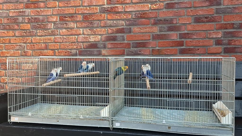 2 Italiaanse draadkooien, Dieren en Toebehoren, Vogels | Hokken en Kooien, Ophalen, Hout, Vogelkooi