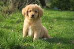 Leuke Vrolijke Toller Retriever pups, Dieren en Toebehoren, Parvo, Nederland, 8 tot 15 weken, Meerdere