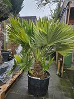 Chamaerops Humilis Vulcano palm, Ophalen of Verzenden, Bloeit niet, Overige soorten, Volle zon