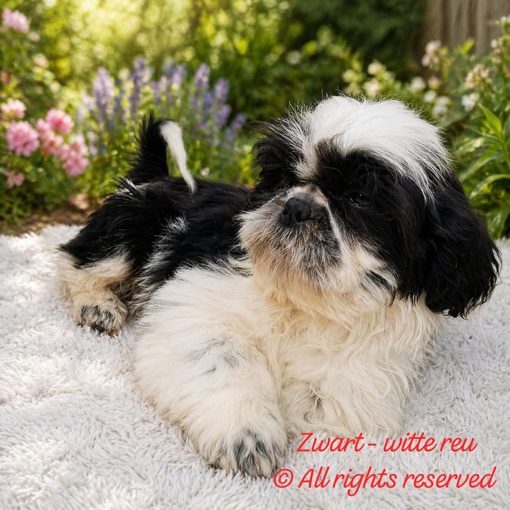 Prachtige Shih Tzu puppys met stamboom en DNA testen, 15 weken tot 1 jaar, Overige rassen, Parvo, Meerdere