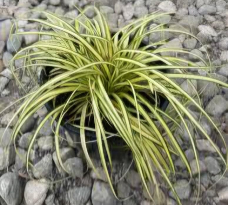 Zegge Siergras Carex oshimensis 'evergold pot p9, Ophalen, Siergrassen, Halfschaduw