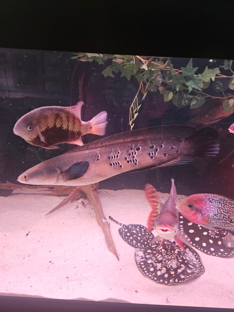 Channa marulioides red barito, Vis