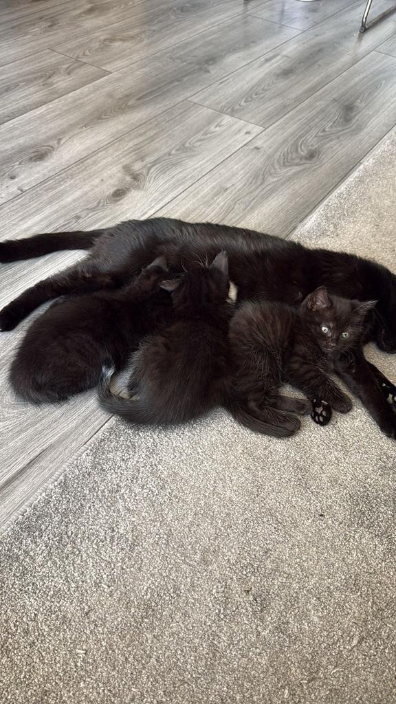 Kitten/katten, Dieren en Toebehoren, Katten en Kittens | Overige Katten, Poes