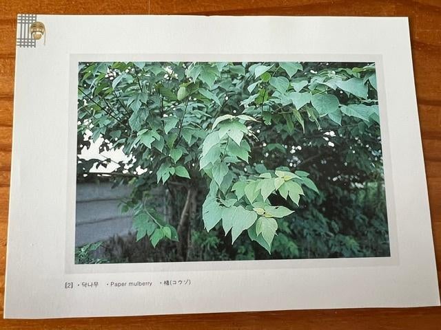 Ansichtkaart Papiermoerbei uit Zuid Korea 2011, Ophalen of Verzenden, 1980 tot heden, Ongelopen, Buiten Europa