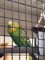 Gratis parkiet, Mannelijk, Parkiet