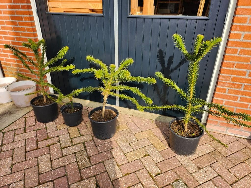 Apen boompjes vanaf 30 euro, Ophalen, Overige soorten, Volle zon