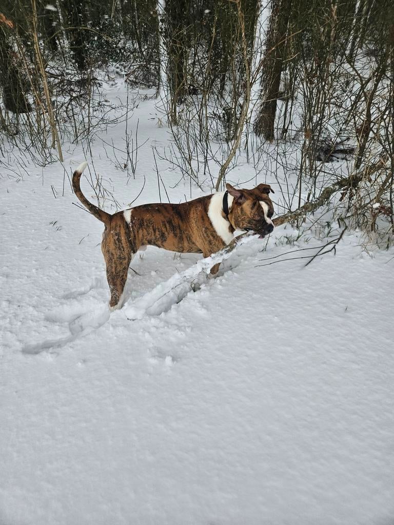 Stoere Amerikaanse buldog, Dieren en Toebehoren, Honden | Niet-rashonden, 15 weken tot 1 jaar, Reu, CDV (hondenziekte), Eén hond